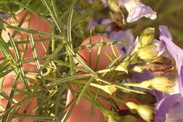 Image of Psoralea montana