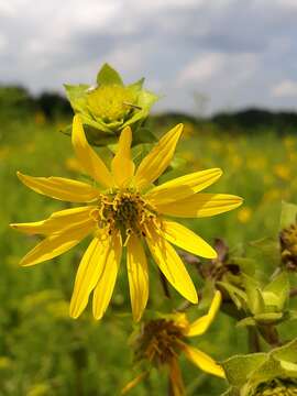 Image de Silphium asteriscus var. trifoliatum (L.) J. A. Clevinger