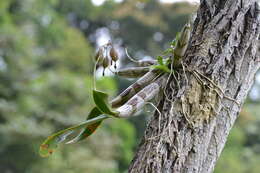 Image of Little Virgin orchid