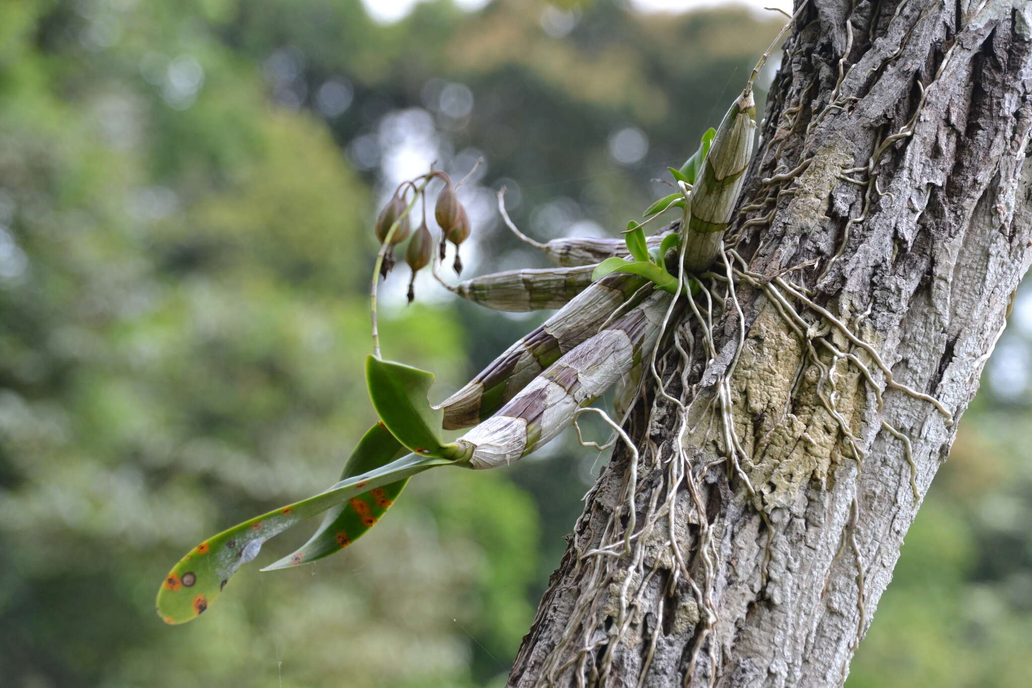Image of Little Virgin orchid