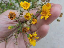 Image of camphorweed