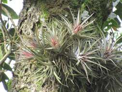 Imagem de Tillandsia kammii Rauh