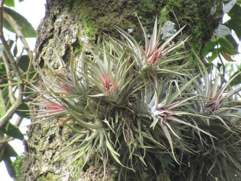 Image of Kamm's Tillandsia