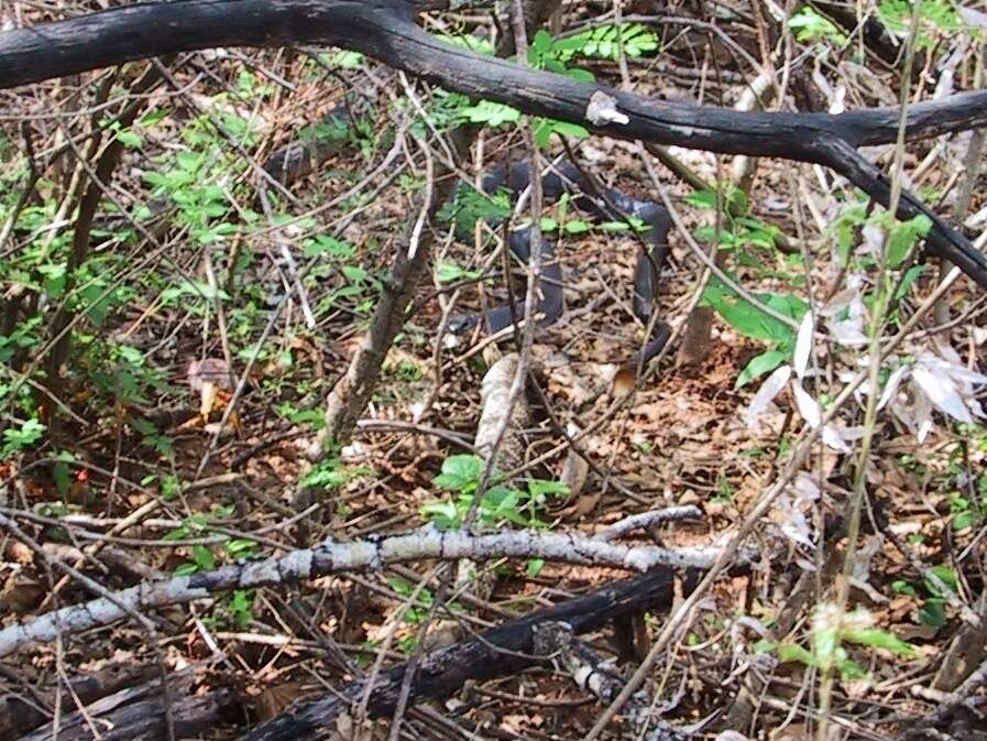 Image of Basilisk Rattlesnake