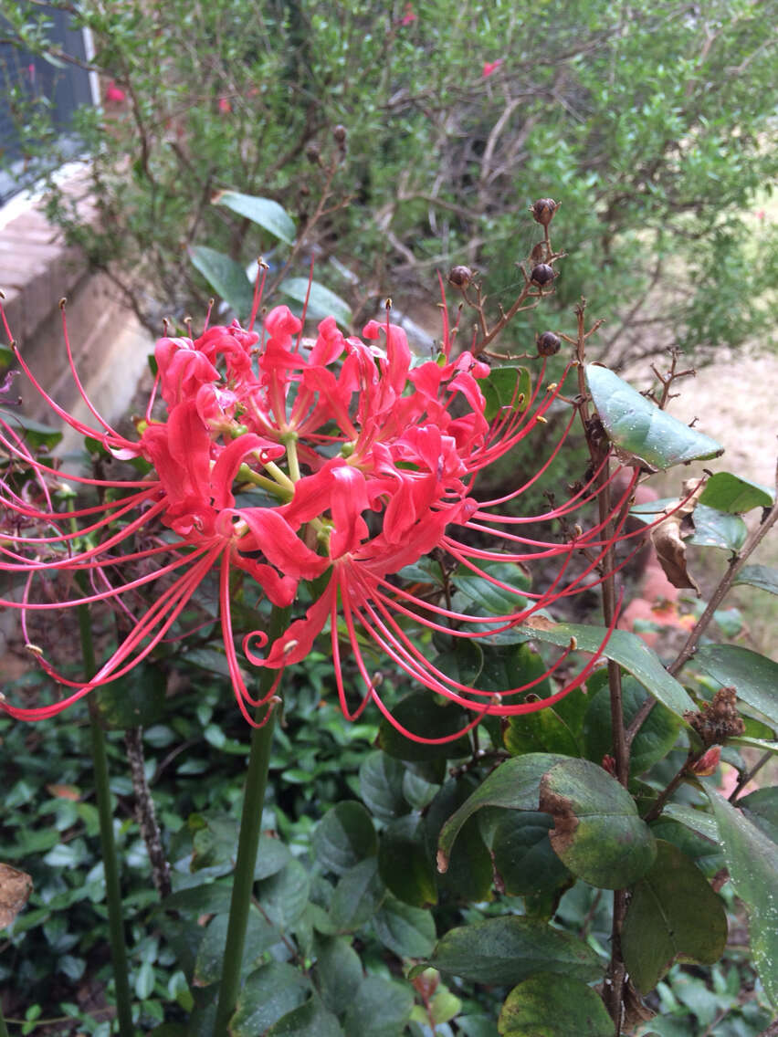 Image of lycoris