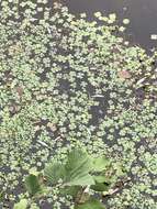 Marsilea quadrifolia L. resmi