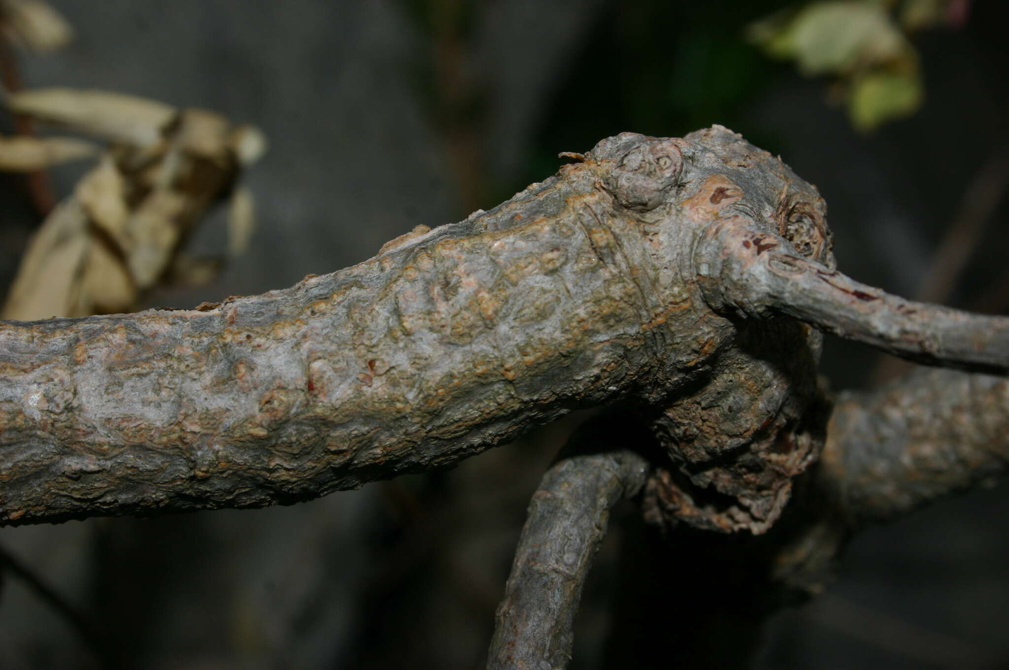 Image of Euphorbia bivonae subsp. bivonae