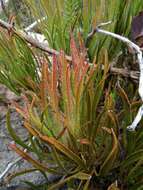 Image de Protea denticulata Rourke