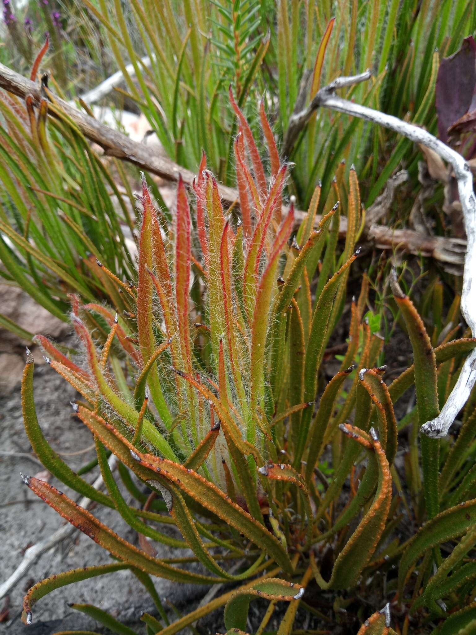 Image de Protea denticulata Rourke