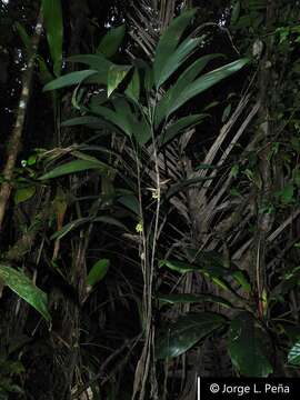 Bactris schultesii (L. H. Bailey) Glassman resmi