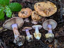 Image of Cortinarius lilaciotinctus Garnica & Ammirati 2011