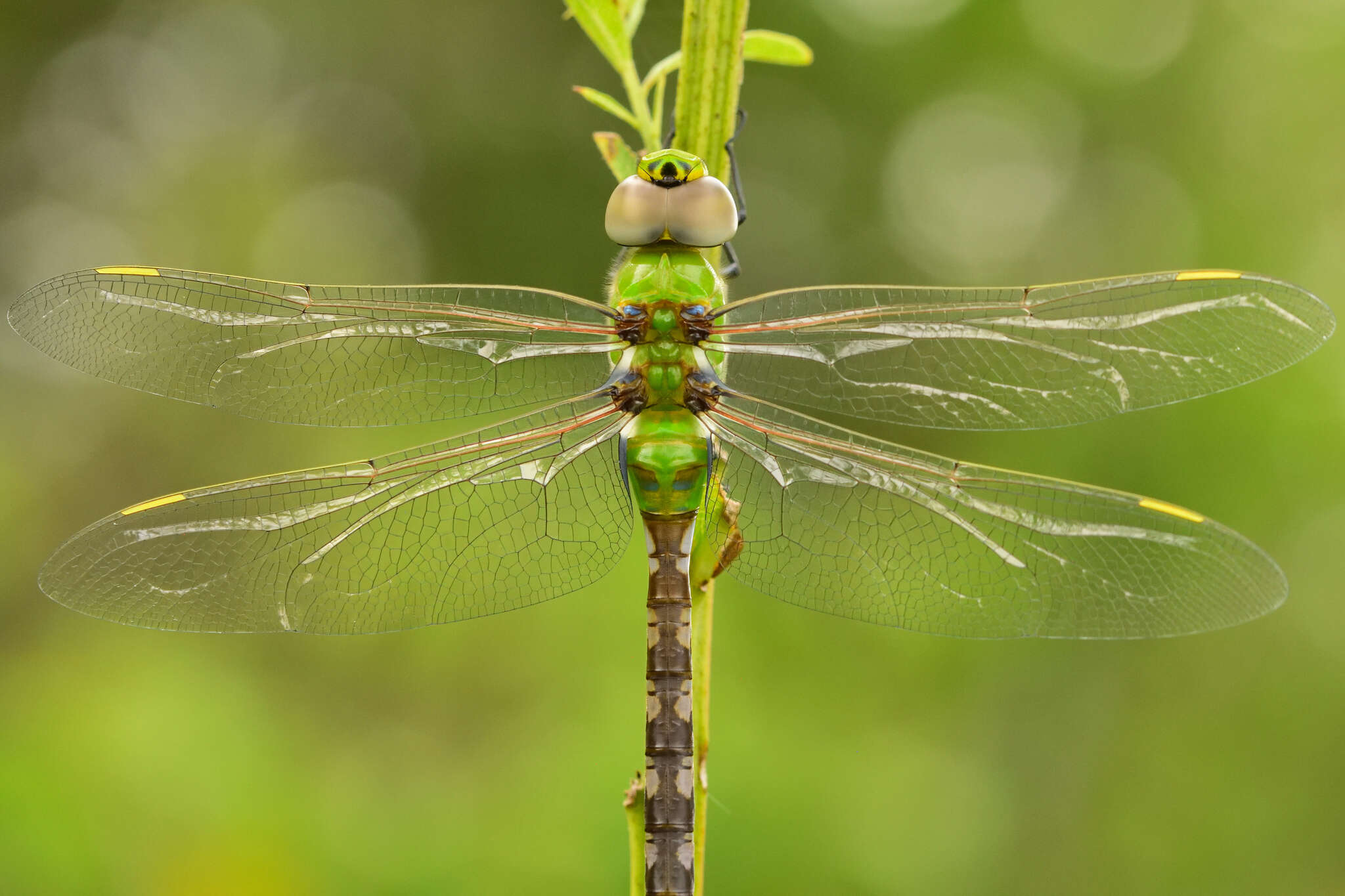 Image of Amazon Darner