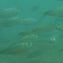 Image of Blacburn&#39;s yellow fin herring
