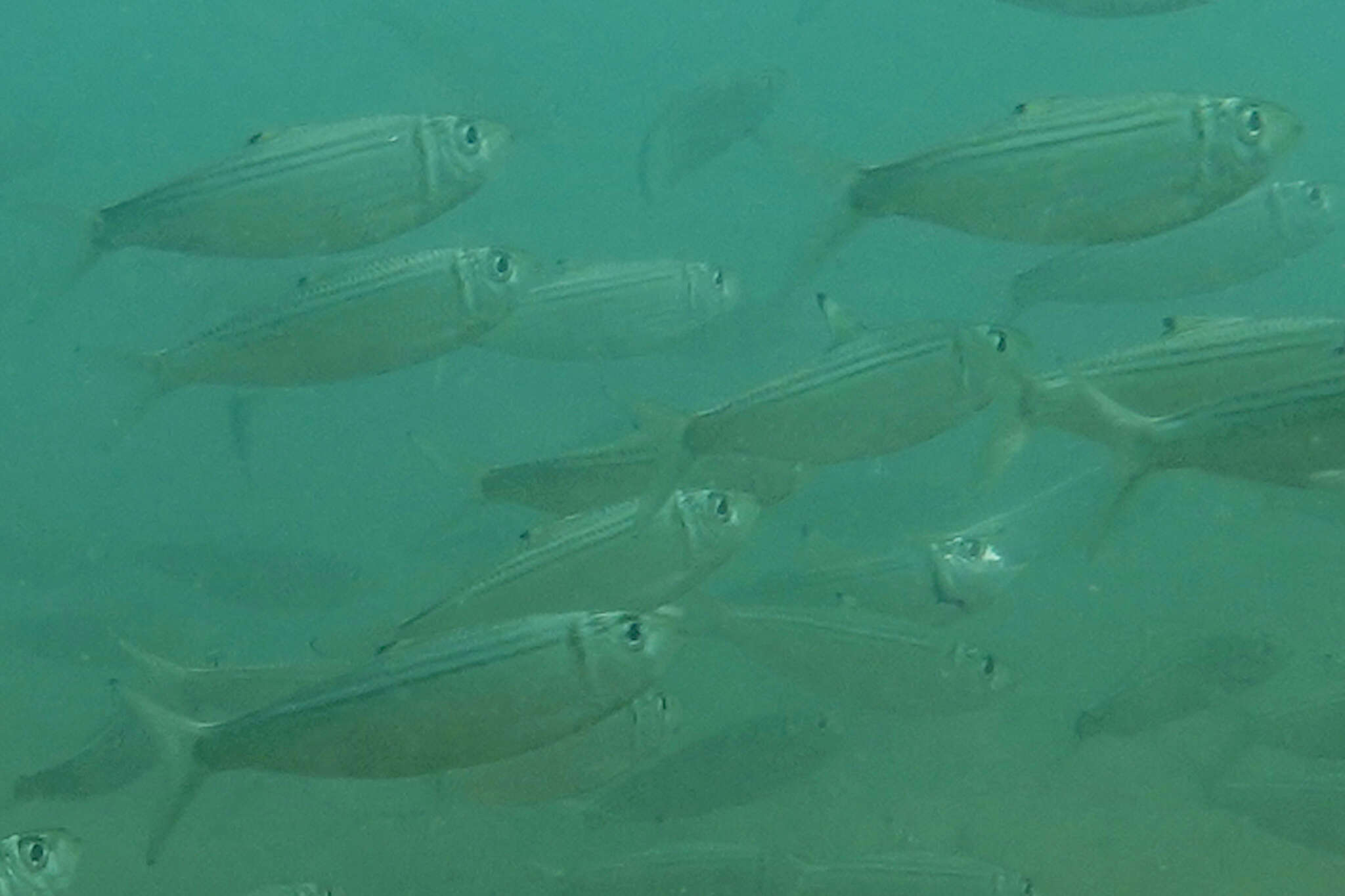 Image of Blacburn&#39;s yellow fin herring