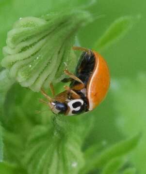 Image of Spotless Lady Beetles