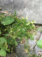 Image of Japanese Creeper