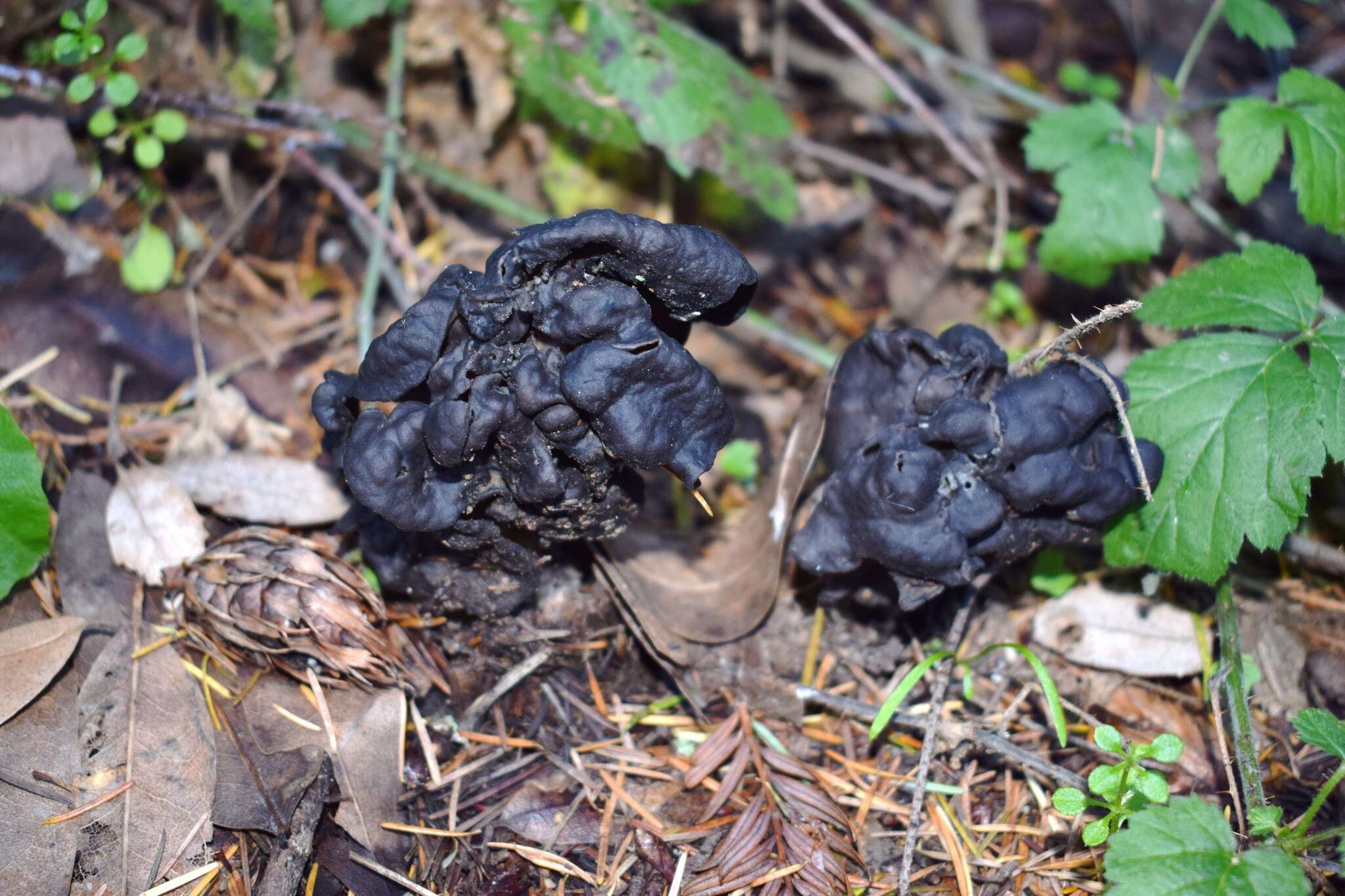 Image of Helvella vespertina N. H. Nguyen & Vellinga 2013