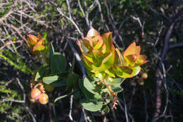 Image de Arctostaphylos refugioensis Gankin