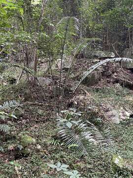 Image of Ground Cycad