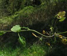 Plancia ëd Arabidopsis halleri subsp. halleri