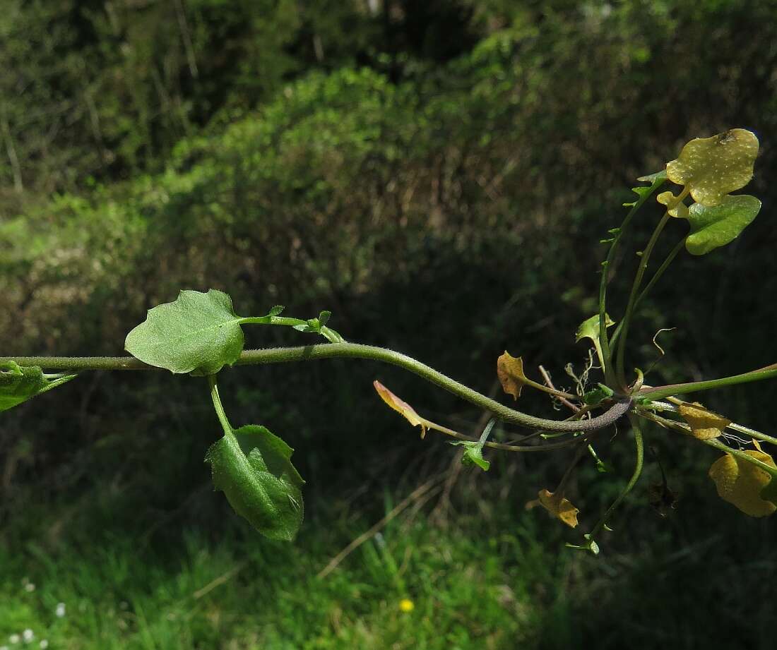 Plancia ëd Arabidopsis halleri subsp. halleri