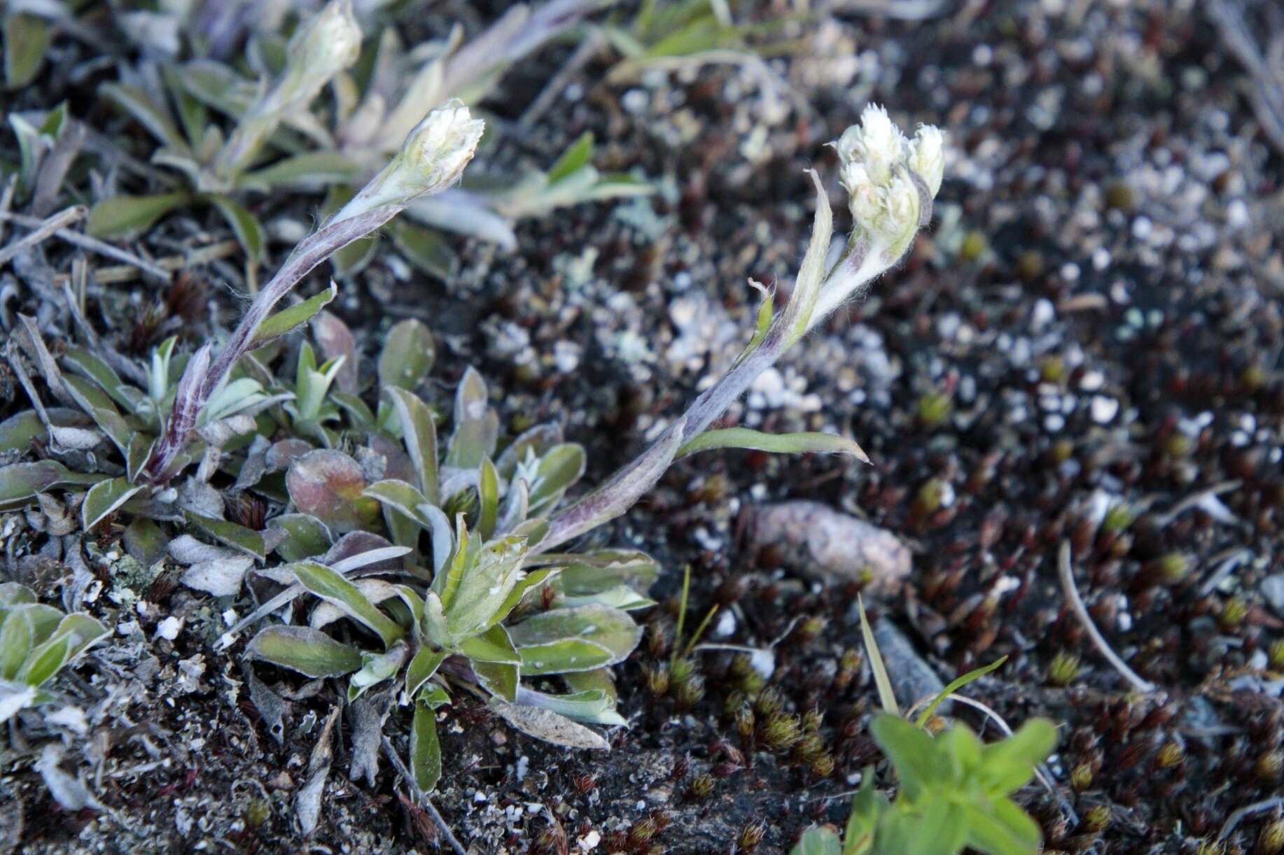 Image de Antennaria howellii subsp. canadensis (Greene) R. J. Bayer