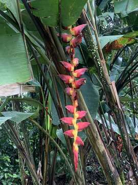 Image of Heliconia pogonantha Cufod.