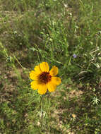 Imagem de Thelesperma filifolium (Hook.) A. Gray