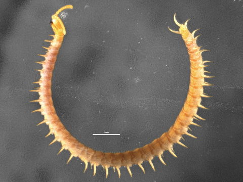 Image of Schendylidae