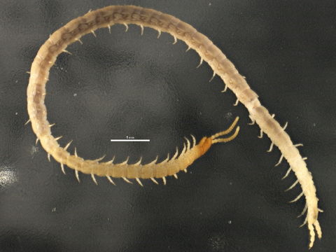 Image of <i>Schendyla nemorensis</i> C. L. Koch (1837)
