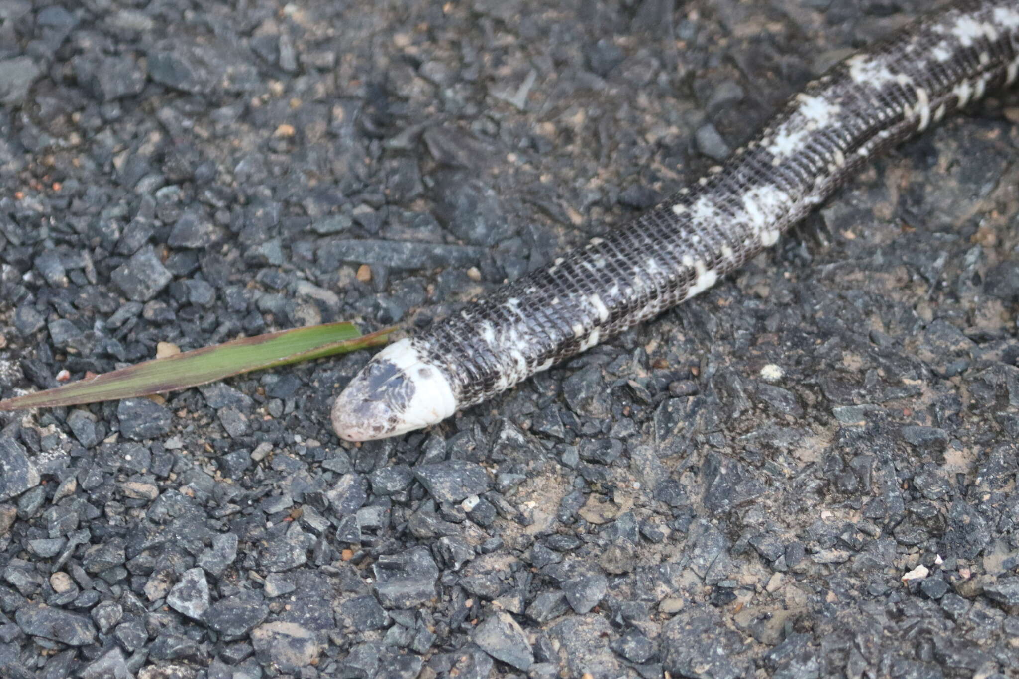 Image of Speckled Worm Lizard