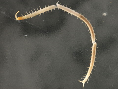 Image of <i>Schendyla nemorensis</i> C. L. Koch (1837)