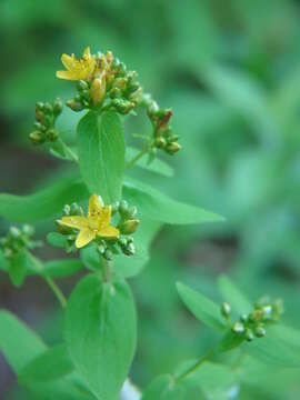 Image of spotted St. Johnswort