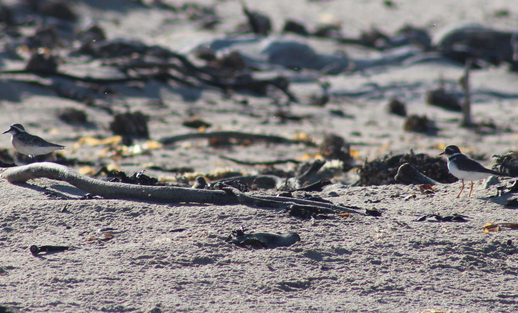 Image of Tundra Ringed Plover