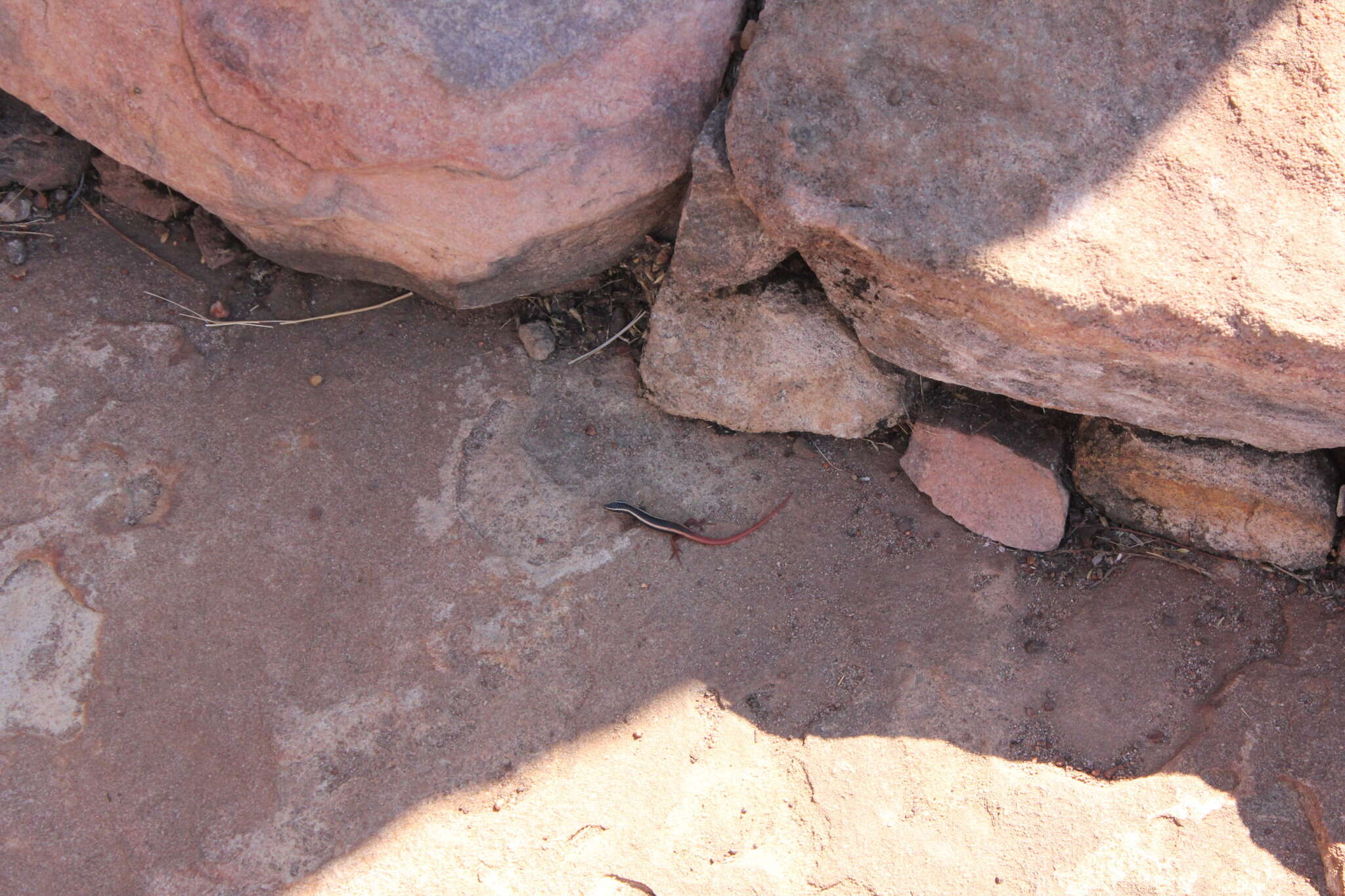 Image of Lined Firetail Skink