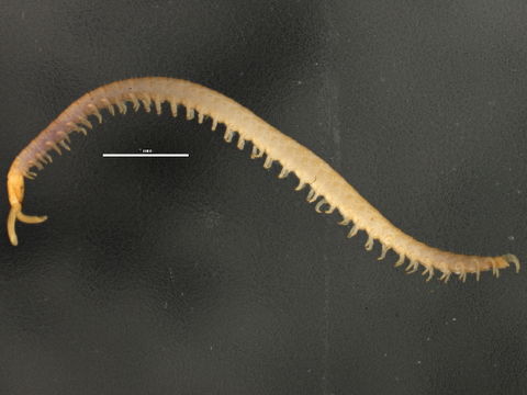 Image of Schendylidae