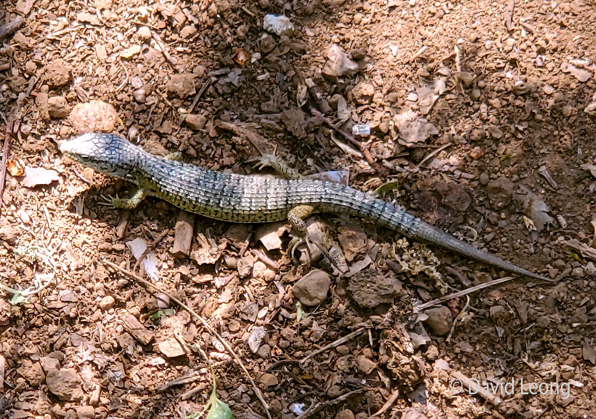 Image of Northern Alligator Lizard