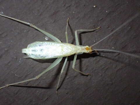 Image of Davis's Tree Cricket