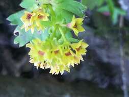 Image of Alchemilla plicata Buser