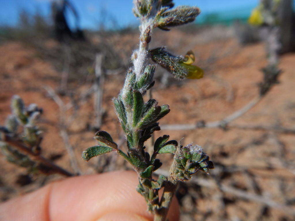 Image of Melolobium aethiopicum (L.) Druce