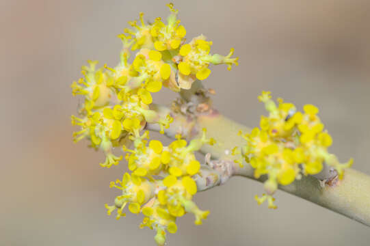 Image of Euphorbia schimperi C. Presl