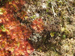 Image of Drosera aberrans (Lowrie & Carlquist) Lowrie & Conran