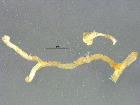 Image of Fredericellidae