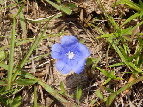 Image of Brazilian dwarf morning-glory