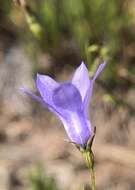 Image of basin bellflower