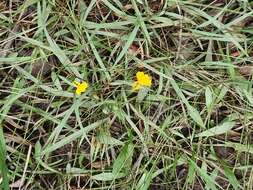 Image de Goodenia paniculata Sm.