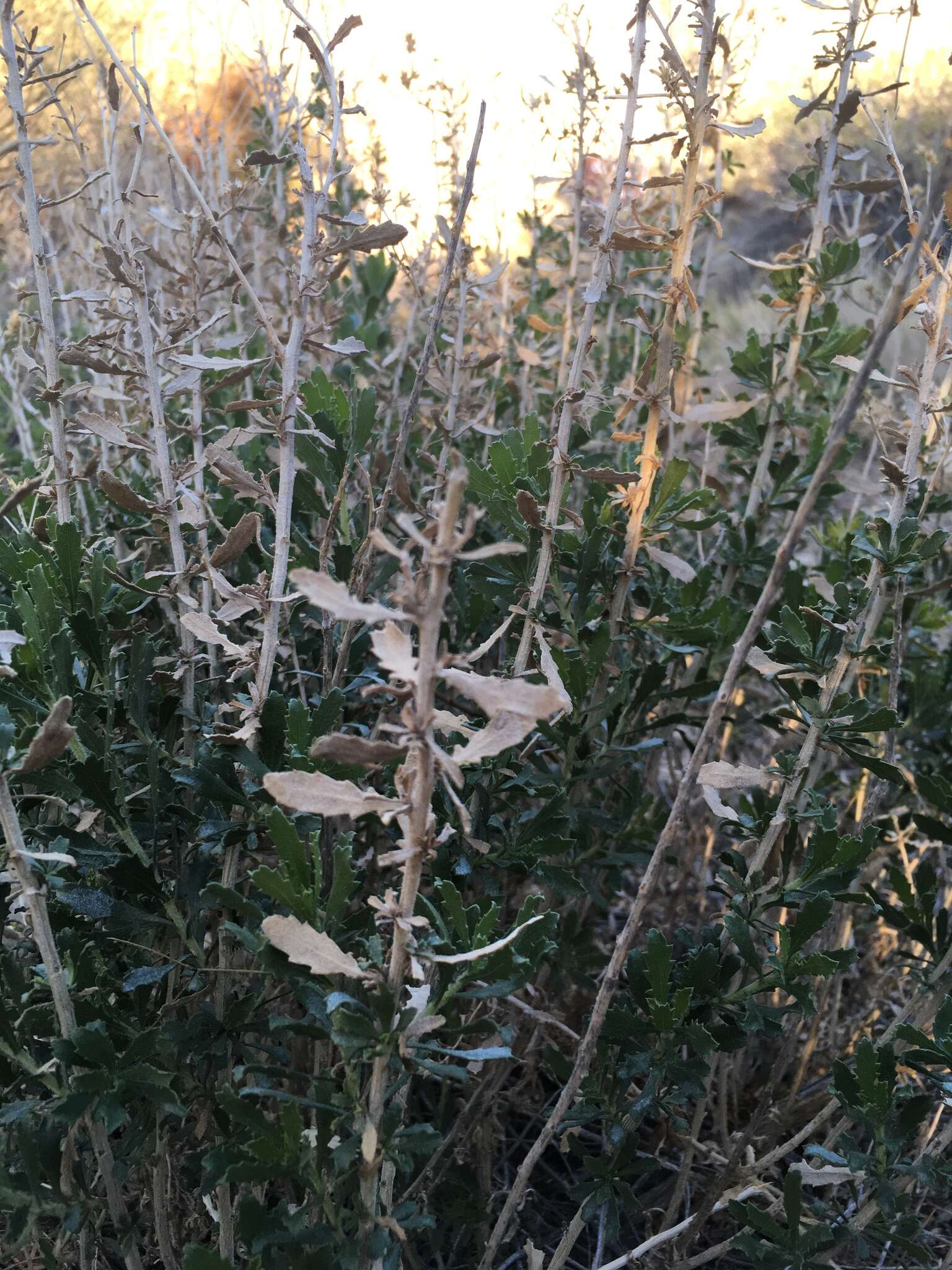 Image of alkali goldenbush