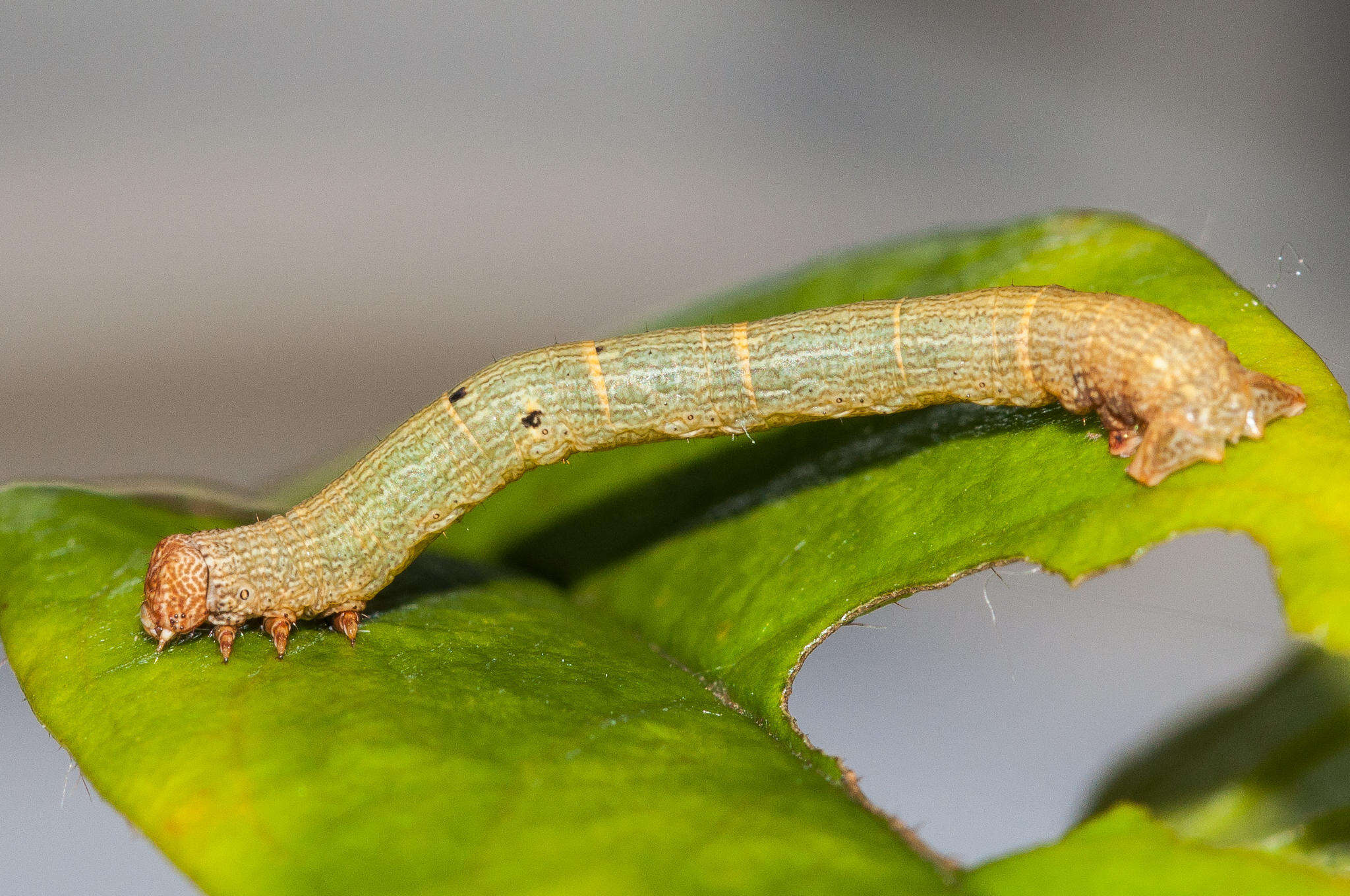 Image of Cleora acaciaria Boisduval 1833