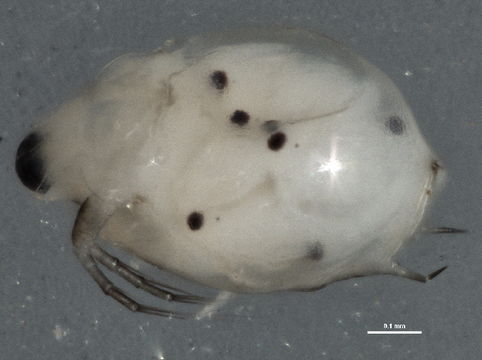 Image of Scapholeberis