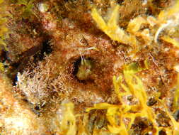 Image of Mystery blenny